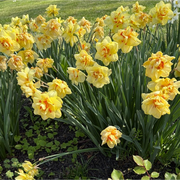 Meet your Posher, Natalie - Picture 1 of 1